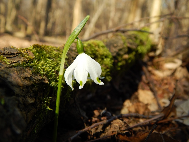 I primi fiori del 2014